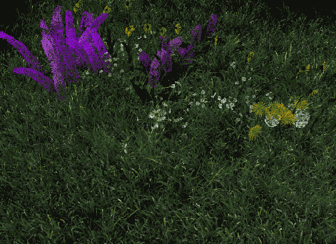    Maya 6
