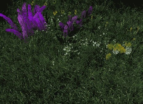   Maya 6
