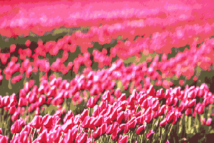   Adobe Photoshop 7