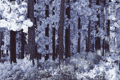   Adobe Photoshop 7