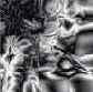   Adobe Photoshop 7
