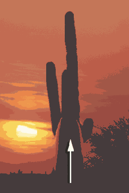  Adobe Photoshop 7
