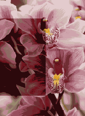   Adobe Photoshop 7