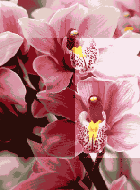   Adobe Photoshop 7