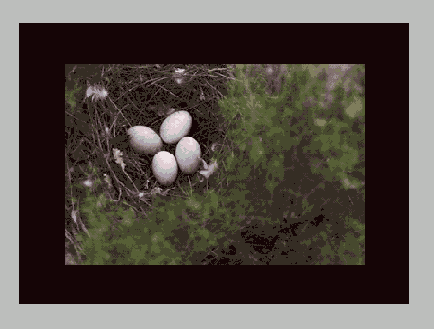   Adobe Photoshop 7