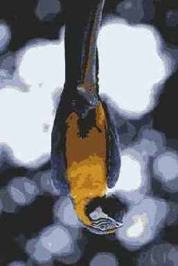   Adobe Photoshop 7