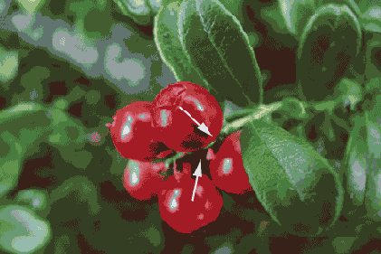 Иллюстрированный самоучитель по Adobe Photoshop 7