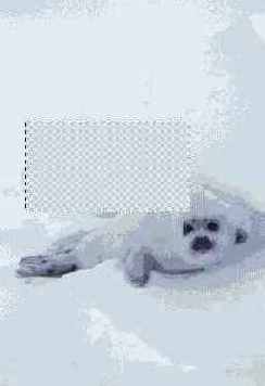   Adobe Photoshop 7
