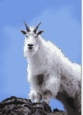   Adobe Photoshop 7