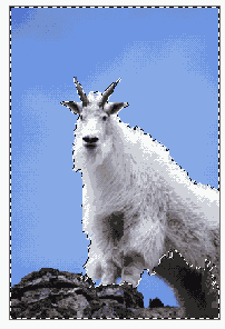   Adobe Photoshop 7
