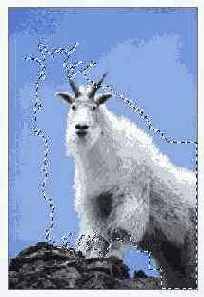   Adobe Photoshop 7