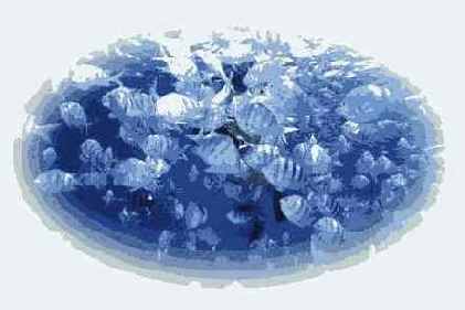   Adobe Photoshop 7