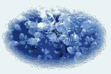   Adobe Photoshop 7