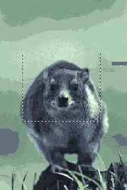   Adobe Photoshop 7