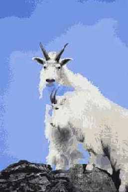   Adobe Photoshop 7
