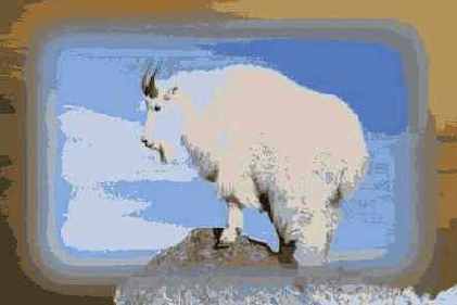   Adobe Photoshop 7