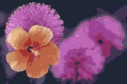   Adobe Photoshop 7