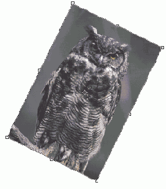   Adobe Photoshop 7