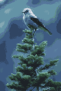   Adobe Photoshop 7