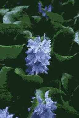  Adobe Photoshop 7