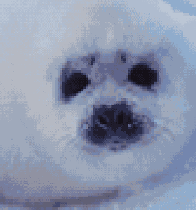 
  Adobe Photoshop 7
