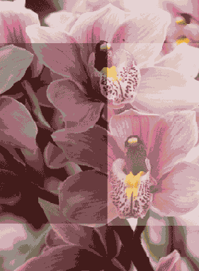 
  Adobe Photoshop 7
