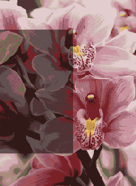 
  Adobe Photoshop 7

