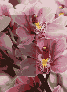 
  Adobe Photoshop 7

