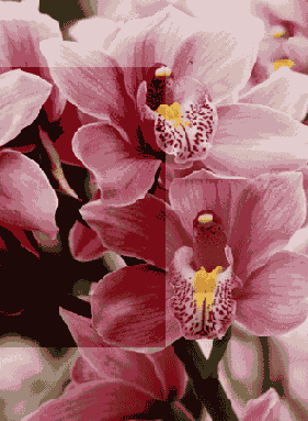 
  Adobe Photoshop 7
