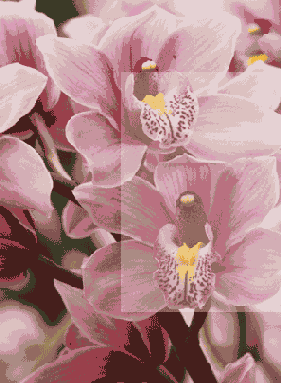 
  Adobe Photoshop 7
