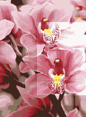 
  Adobe Photoshop 7
