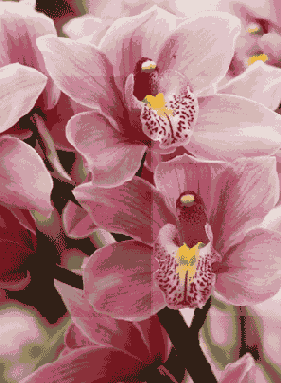 
  Adobe Photoshop 7
