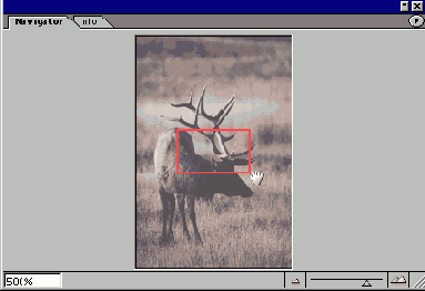 
  Adobe Photoshop 7

