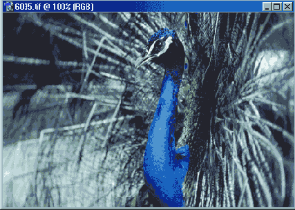   Adobe Photoshop 7
