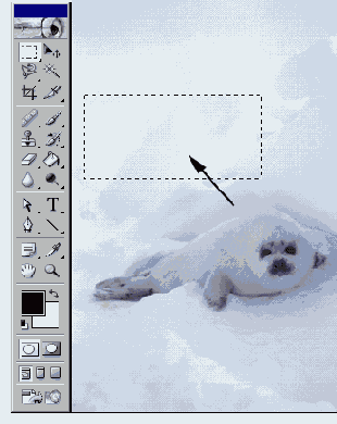   Adobe Photoshop 7
