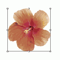   Adobe Photoshop 7
