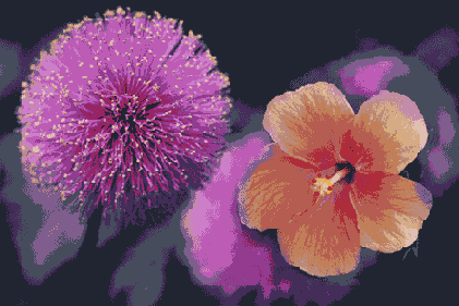   Adobe Photoshop 7
