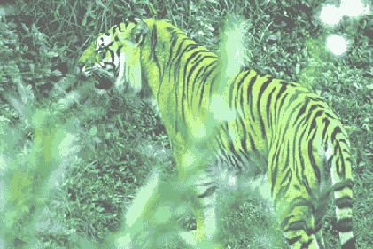   Adobe Photoshop 7
