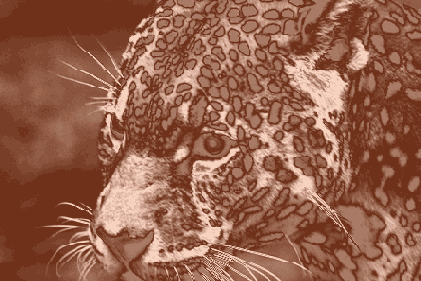  Adobe Photoshop 7
