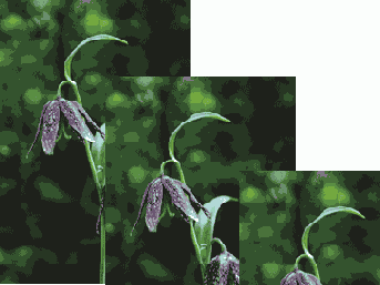   Adobe Photoshop 7
