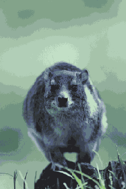   Adobe Photoshop 7
