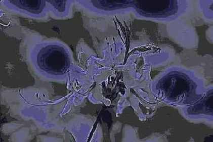   Adobe Photoshop 7
