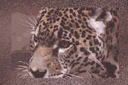   Adobe Photoshop 7
