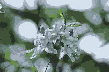   Adobe Photoshop 7
