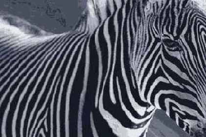   Adobe Photoshop 7
