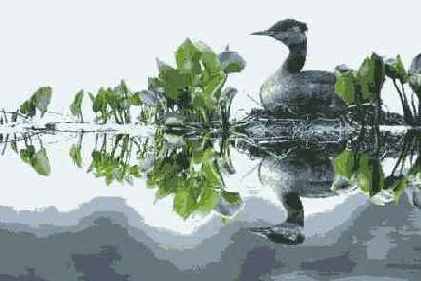   Adobe Photoshop 7
