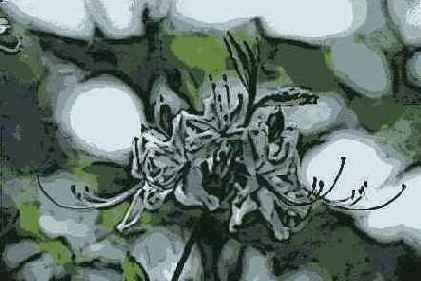   Adobe Photoshop 7
