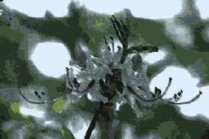   Adobe Photoshop 7
