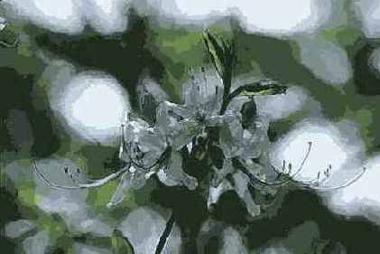   Adobe Photoshop 7
