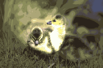   Adobe Photoshop 7
